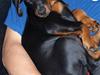 Dobermann Armageddonstars Elmander (R.I.P.)