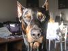 Dobermann SPIKE     R.I.P 3/11-2009