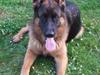Schæferhund Aldum Donna