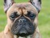 Fransk bulldog Bella. R.I.P. [ Himmelhund]