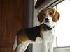 Beagle Amy