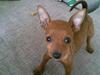 Dvaergpinscher Frida