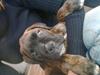 Boxer Charlie