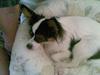 Papillon Coco