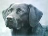 Labrador retriever (Formel 1) Blackie