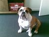 Engelsk bulldog Nala