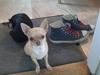 Chihuahua Fiffi