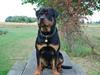 Rottweiler Xinka`s Calvin (Simba)