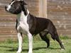 Amerikansk staffordshire terrier Joline