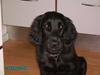 Flat coated retriever Mira