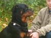 Rottweiler pixi