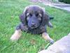 Leonberger Nahla 