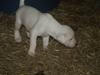 Amerikansk bulldog Diego*R.I.P Vores engel* [ Himmelhund]