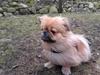 Pekingeser Twister
