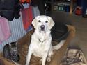 Golden retriever Freja <3