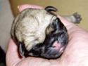 Mops Ibeth Pug Dominic Purcell