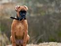 Boxer Titan