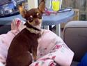 Chihuahua Dolle