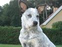 Australsk cattledog Aisia