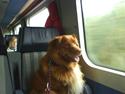 Nova scotia duck tolling retriever Gandalf (2003-2010)