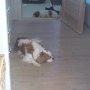 Cavalier king charles spaniel rikke