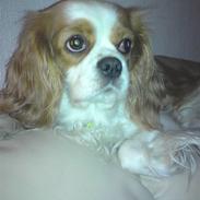 Cavalier king charles spaniel rikke