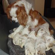 Cavalier king charles spaniel rikke