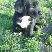 Blanding af racer Tito