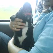 Blanding af racer Tito