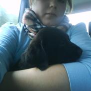 Blanding af racer Tito