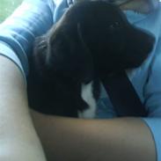 Blanding af racer Tito