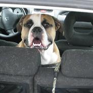 Olde english bulldogge Oakley (romenis aage)