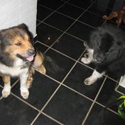 Islandsk fårehund Skolli