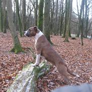 Amerikansk staffordshire terrier Opal Du Oxygen