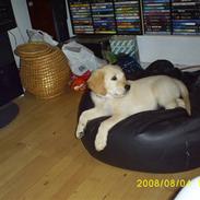 Golden retriever buster