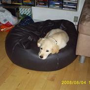 Golden retriever buster