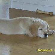 Golden retriever buster