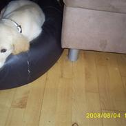 Golden retriever buster