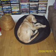 Golden retriever buster