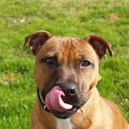 Staffordshire bull terrier Angelic Staff Joey