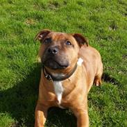 Staffordshire bull terrier Angelic Staff Joey