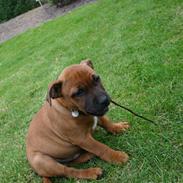Staffordshire bull terrier Angelic Staff Joey