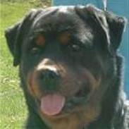 Rottweiler Brando
