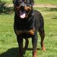 Rottweiler Brando