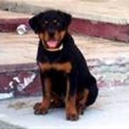 Rottweiler Brando
