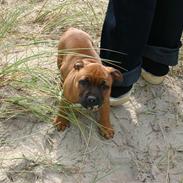 Staffordshire bull terrier Angelic Staff Joey
