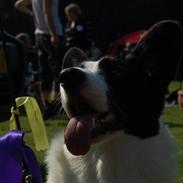 Welsh corgi cardigan Blondie's aim a keeper