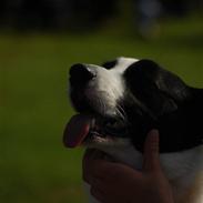 Welsh corgi cardigan Blondie's aim a keeper