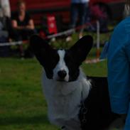 Welsh corgi cardigan Blondie's aim a keeper