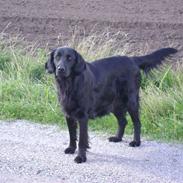 Flat coated retriever Aida 